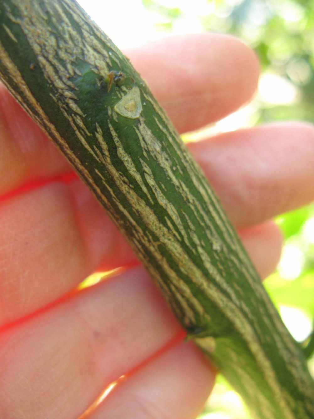              Second - third year twig (Winter Haven, FL)       